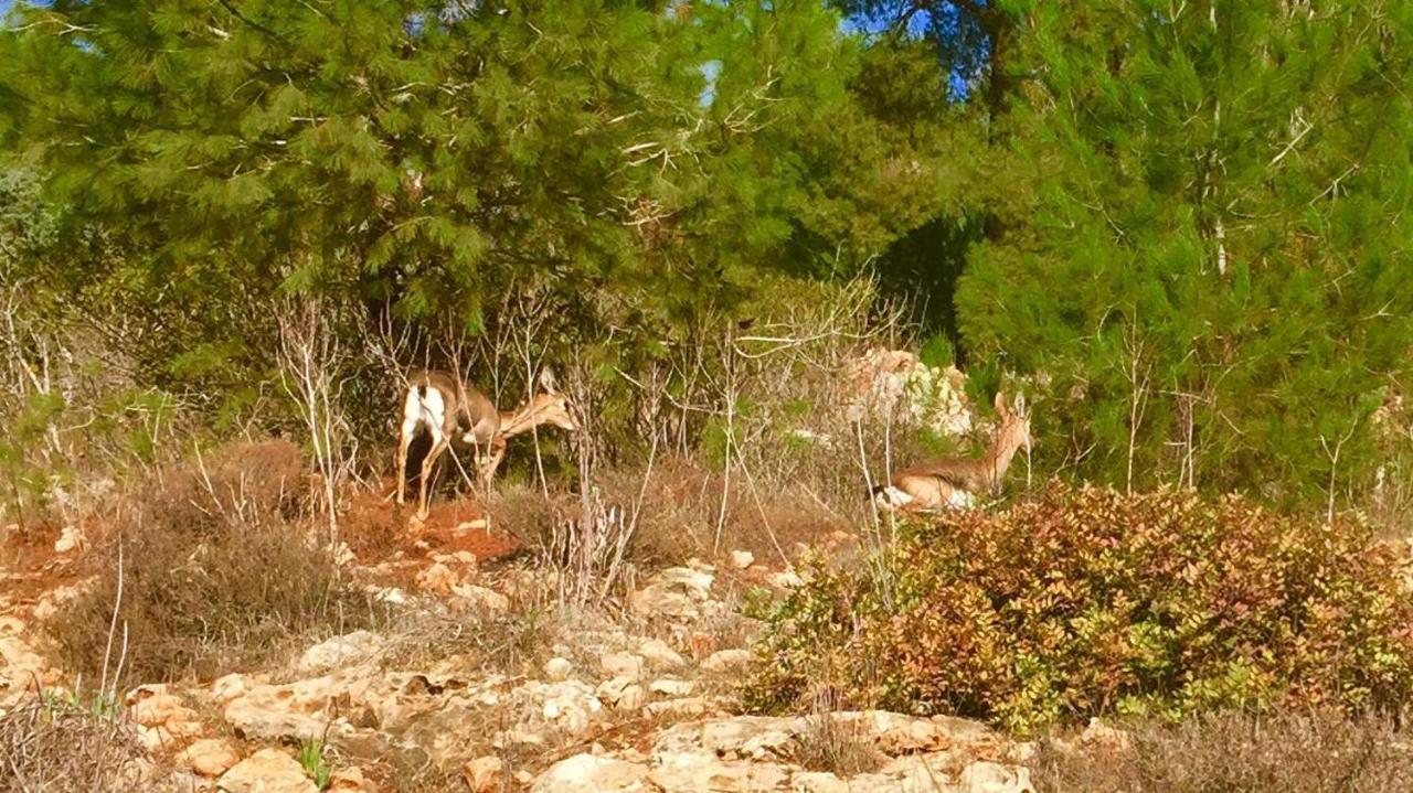 Tur Sinai Organic Farm
